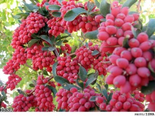 نکات فنی در احداث باغ زرشک و عناب