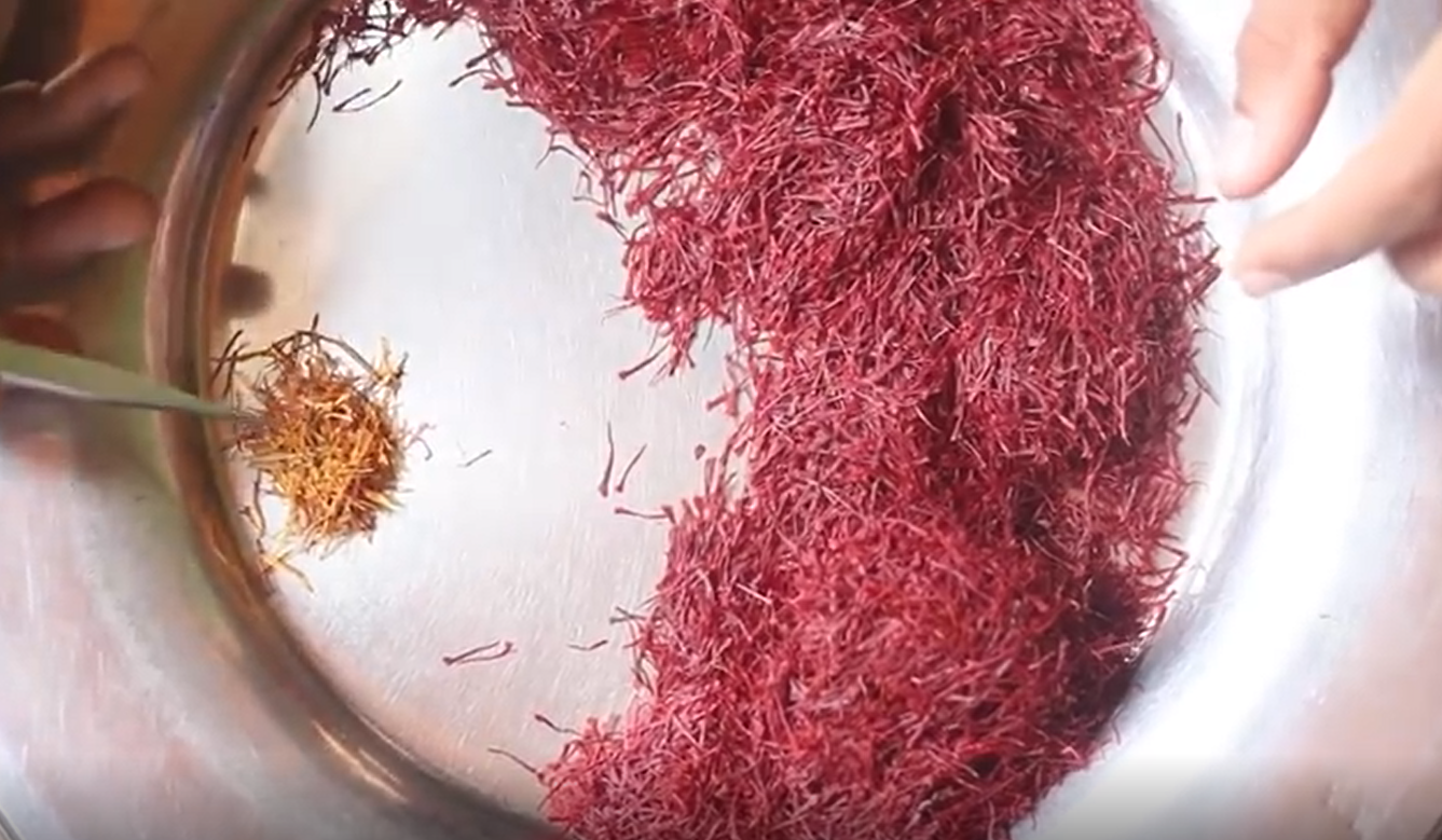 تولید زعفران به روش سنتی