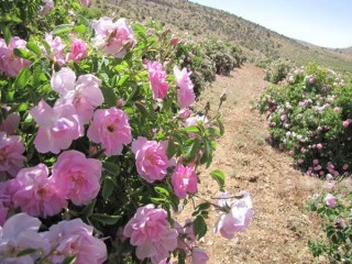 پرورش گل محمدی