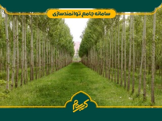 کاشت درخت صنوبر