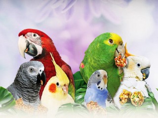 پرورش پرندگان زینتی