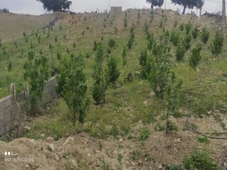 باغداری
