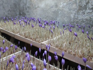 کشت زعفران