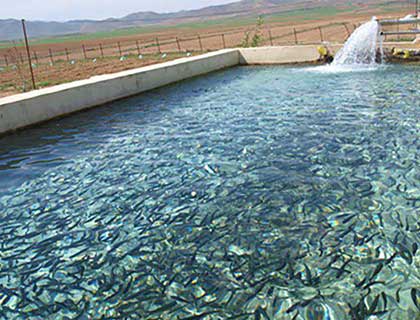 پرورش ماهی در استخرهای دو منظوره