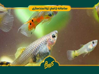 پرورش ماهیان زینتی