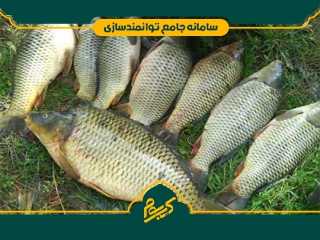 پرورش ماهیان گرم آبی
