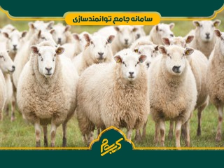 پرواربندی گوسفند