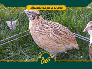 پرورش بلدرچین تخم گذار و گوشتی