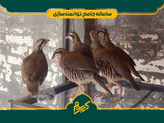 پرورش کبک