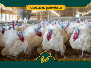 پرورش بوقلمون گوشتی