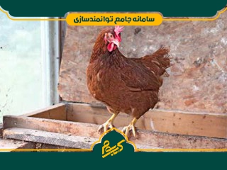 پرورش مرغ بومی تخم گذار