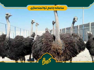 پرورش شترمرغ
