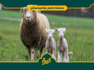 پرورش گوسفند اصلاح نژادی (چند قلو زای افشاری)