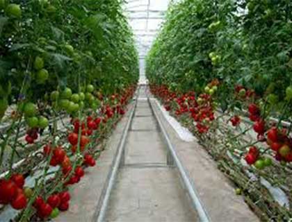 احداث گلخانه گوجه فرنگی