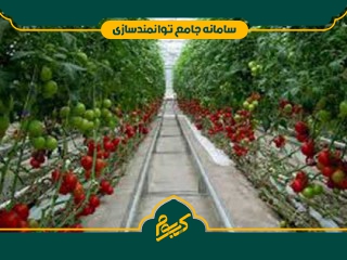 احداث گلخانه گوجه فرنگی
