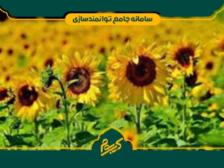 کاشت گل آفتابگردان