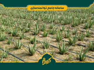 کاشت آلوئه ورا (در مزرعه)