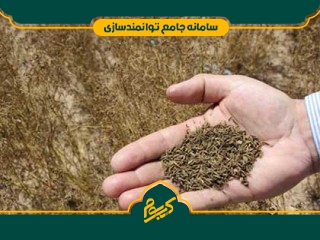 کاشت گیاه دارویی زیره سبز