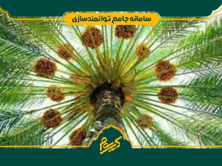 احداث نخلستان