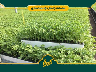 تولید نشاء (گوجه فرنگی)
