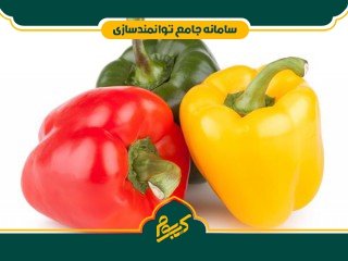 فلفل دلمه گلخانه‌ای