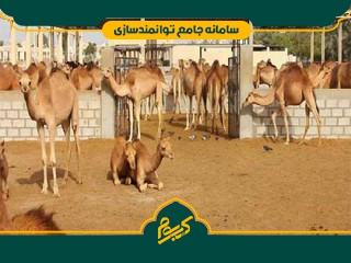 پرواربندی شتر