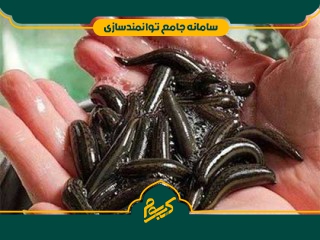 پرورش و تکثیر زالو طبی