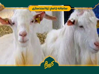 پرورش بز شیری سانن