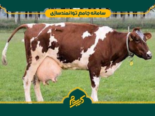 پرورش گاو شیری
