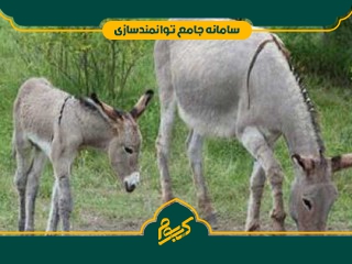 پرورش الاغ با هدف تولید شیر