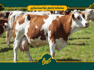 پرورش گاو شیری سمینتال