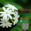 shop-name